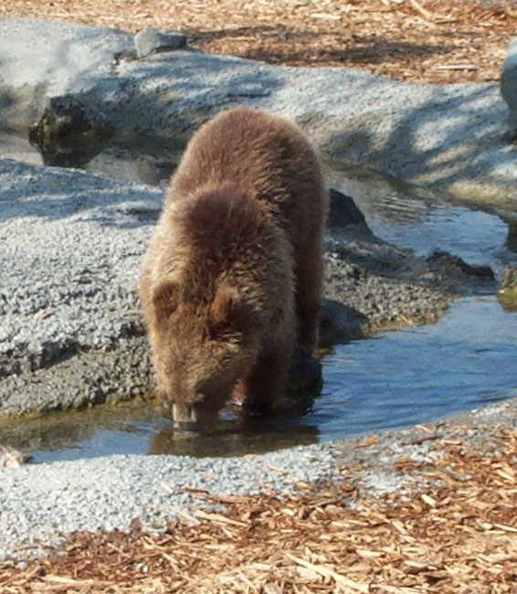 Bears