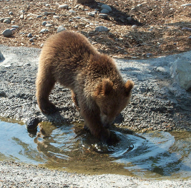 Bears