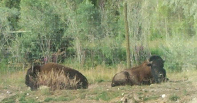 Bison