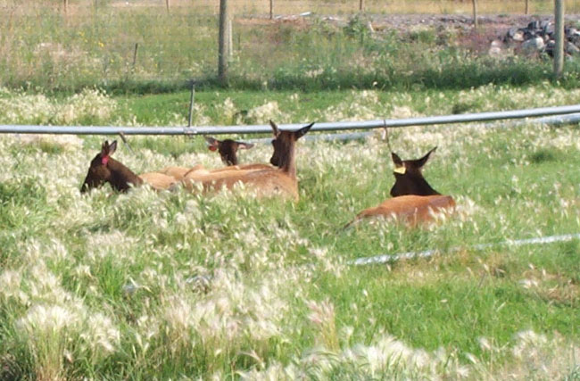 Deer