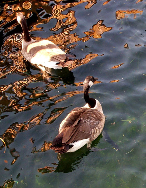 Ducks