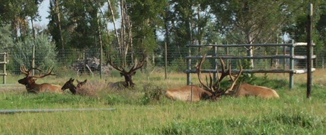 Elk
