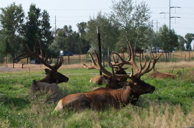 Elk