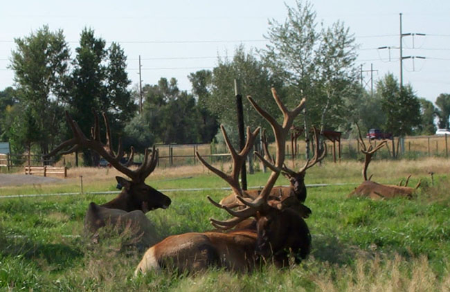 Elk