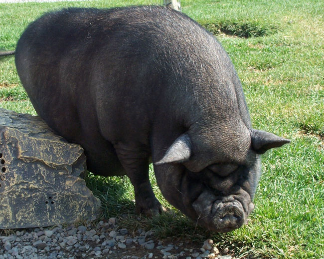 Piggy