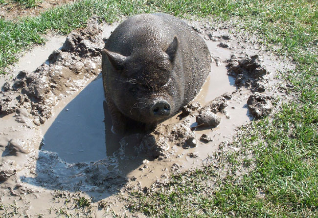 Piggy
