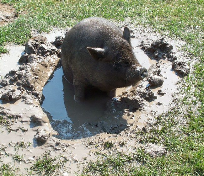 Piggy