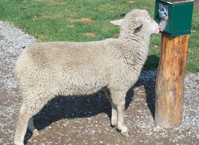 Sheep