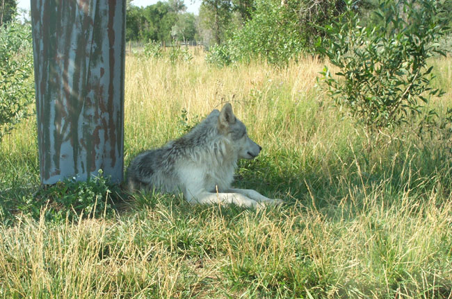 Wolf