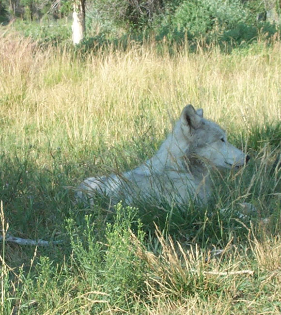 Wolf