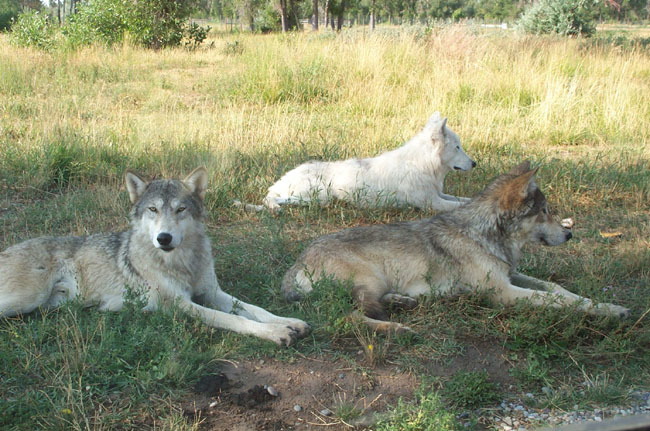 Wolf