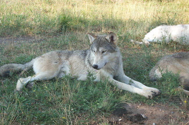 Wolf