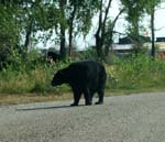 Bears