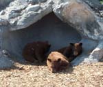 Bears