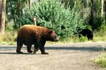 Bears
