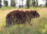 Bears