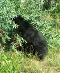 Bears