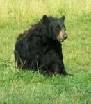 Bears