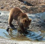 Bears