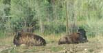 Bison