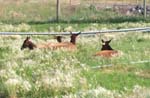 Deer