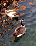 Ducks