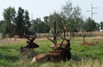 Elk