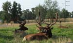Elk