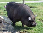 Piggy