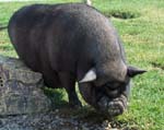 Piggy
