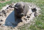 Piggy