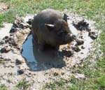 Piggy