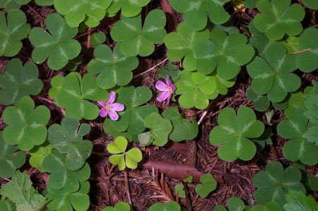 Clover