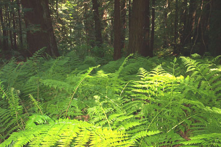 Ferns