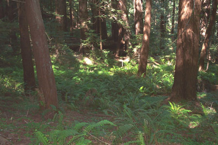 Forrest