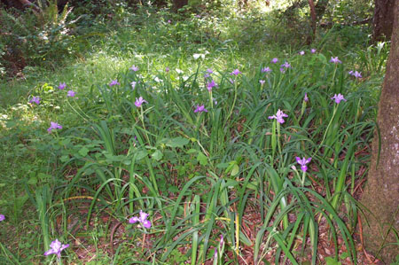Irises