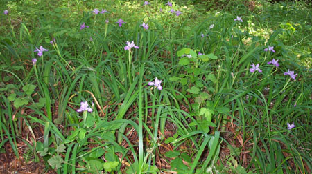 Irises1