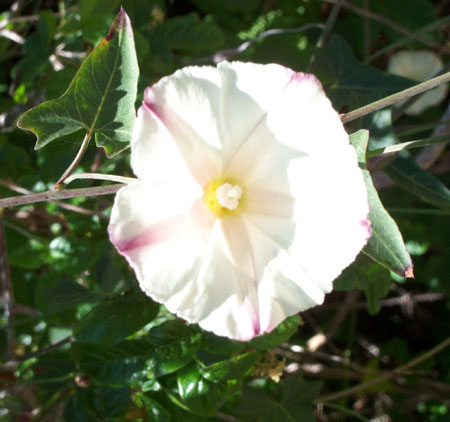 Morning Glory
