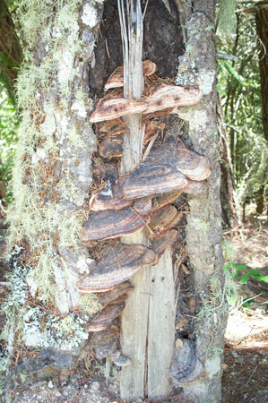Mushrooms1
