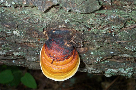 Mushrooms2