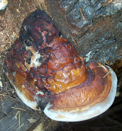 Mushrooms4