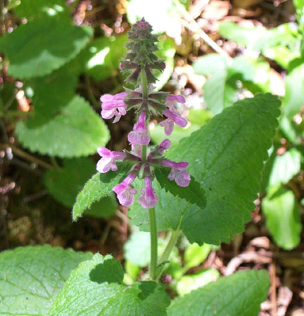 Pink Flower