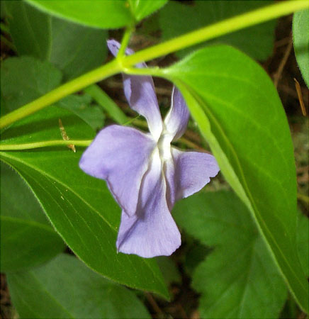 Purple Flower