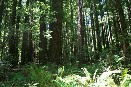 Trees1