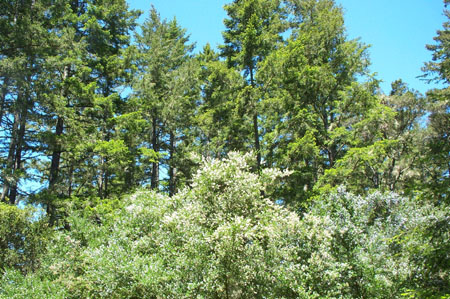Trees3