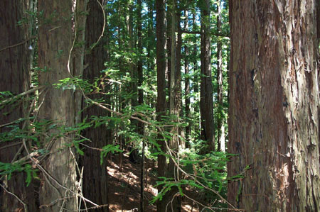 Trees4