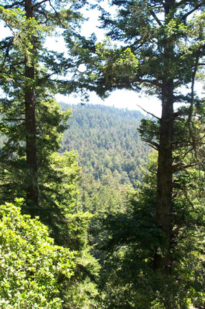 View1