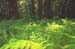 Ferns