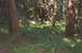 Forrest