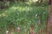 Irises